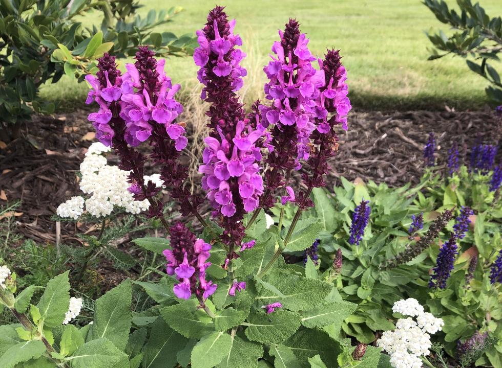Affordable landscaping services for your home or business