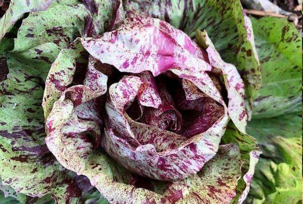 Edible landscapes with fruits and vegetables for homegrown food