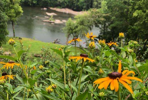 Native plant landscaping that thrives in local environments