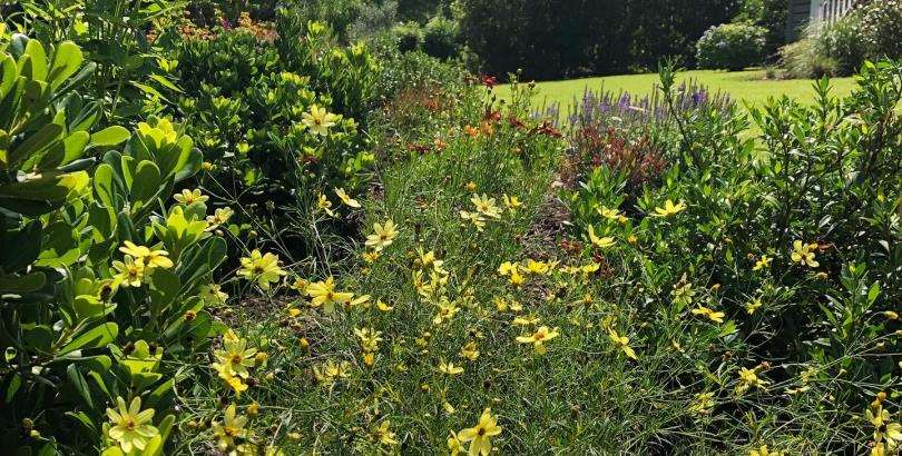 Wildlife-friendly garden by Front Yard Forest featuring vibrant flowers, bird feeders, and a natural habitat for pollinators in Lexington, SC